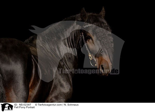 Fellpony Portrait / Fell Pony Portrait / NS-02387