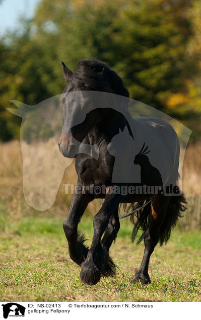 galoppierendes Fellpony / galloping Fellpony / NS-02413