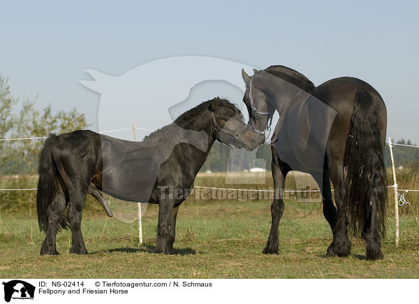 Fellpony und Friese / Fellpony and Friesian Horse / NS-02414