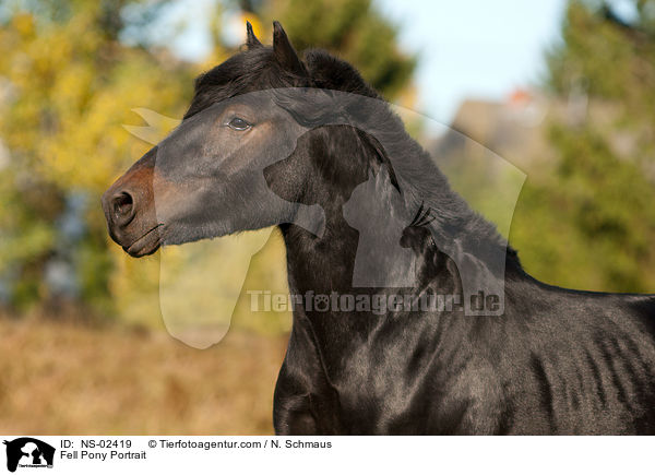 Fellpony Portrait / Fell Pony Portrait / NS-02419