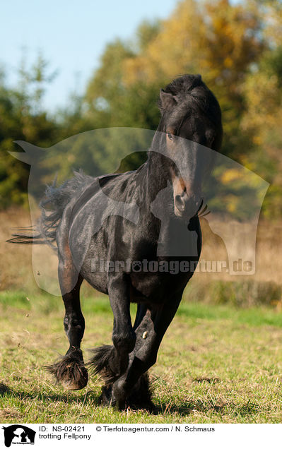 trabendes Fellpony / trotting Fellpony / NS-02421