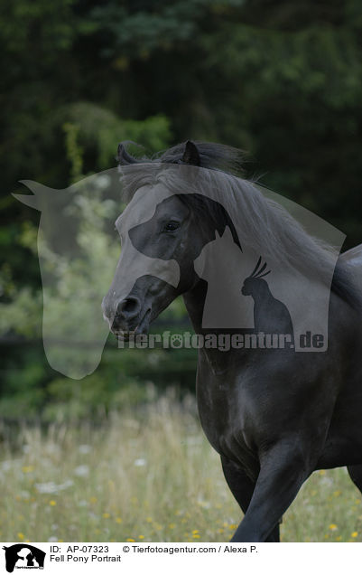 Fellpony Portrait / Fell Pony Portrait / AP-07323