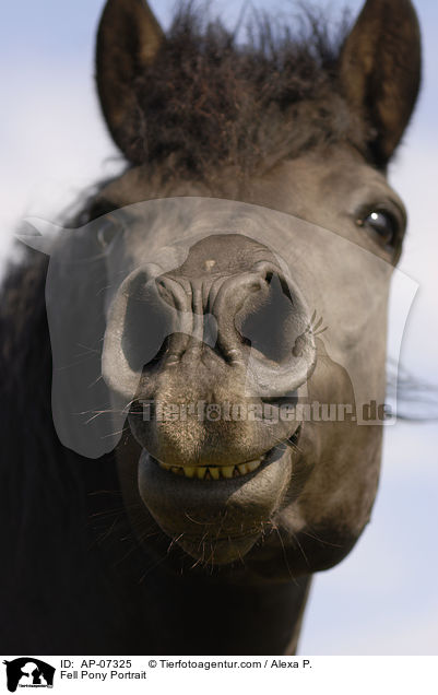 Fellpony Portrait / Fell Pony Portrait / AP-07325
