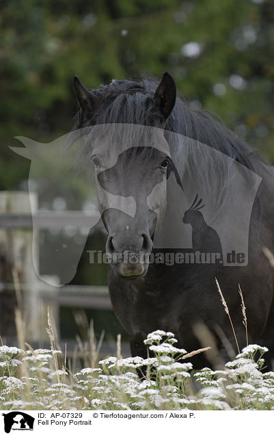 Fellpony Portrait / Fell Pony Portrait / AP-07329