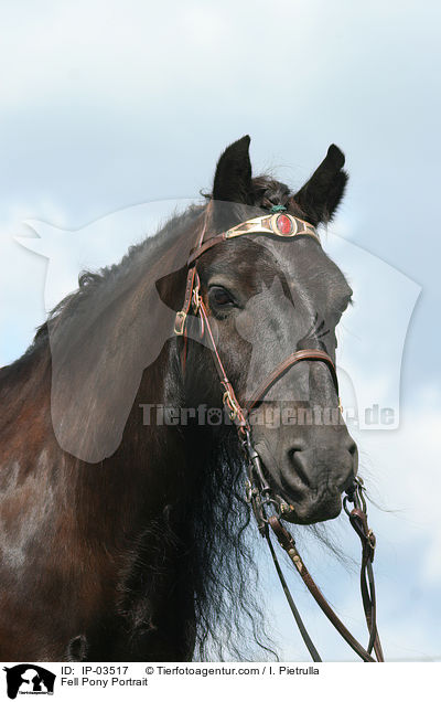 Fellpony Portrait / Fell Pony Portrait / IP-03517