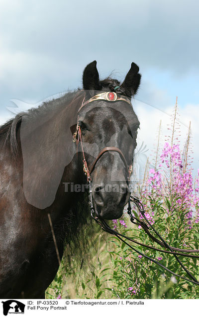 Fellpony Portrait / Fell Pony Portrait / IP-03520
