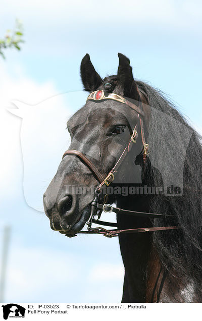 Fellpony Portrait / Fell Pony Portrait / IP-03523
