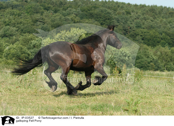 galoppierendes Fellpony / galloping Fell Pony / IP-03527