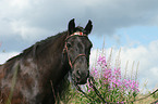 Fell Pony Portrait