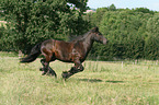 galloping Fell Pony