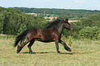 galloping Fell Pony