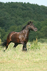 trotting Fell Pony
