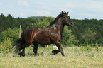 trotting Fell Pony