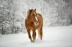 walking finnhorse
