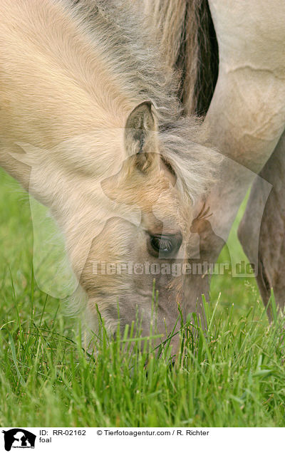 foal / RR-02162