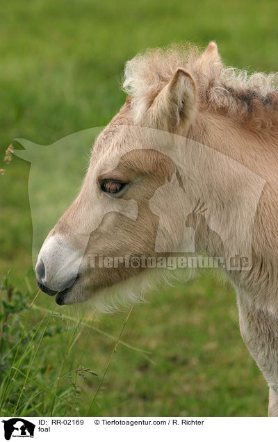 foal / RR-02169