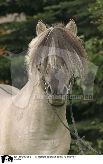 stallion / RR-03055