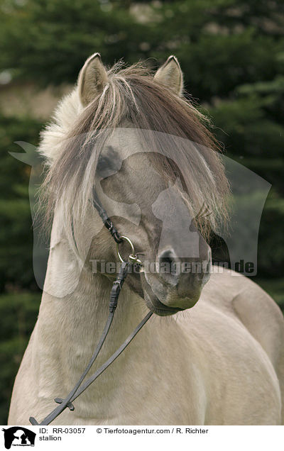 stallion / RR-03057