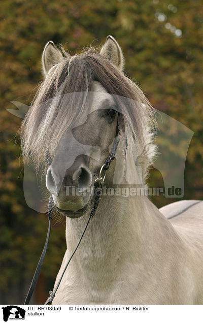 stallion / RR-03059