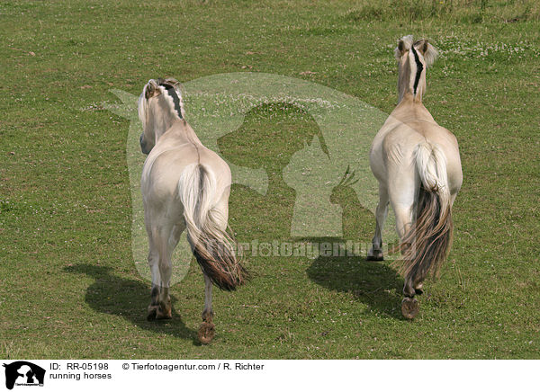 rennende Pferde / running horses / RR-05198
