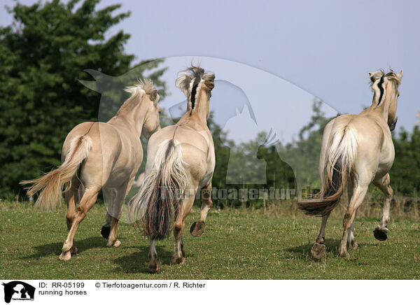 rennende Pferde / running horses / RR-05199