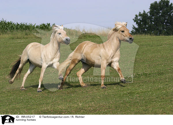running horses / RR-05217