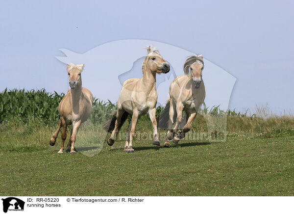 running horses / RR-05220