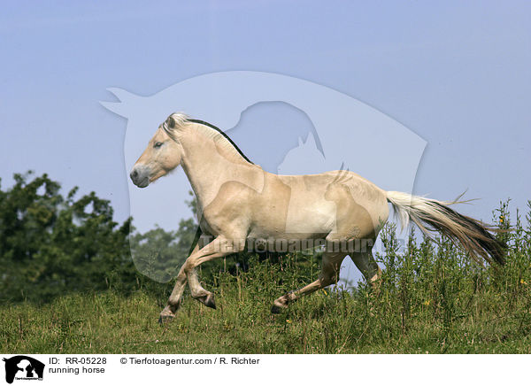 running horse / RR-05228