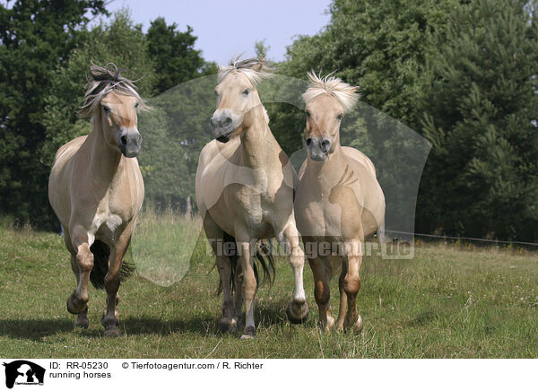 running horses / RR-05230
