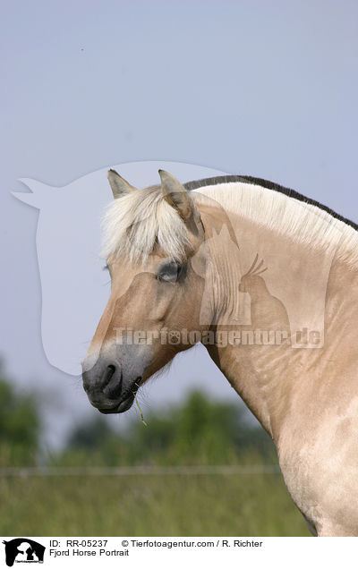 Fjord Horse Portrait / RR-05237
