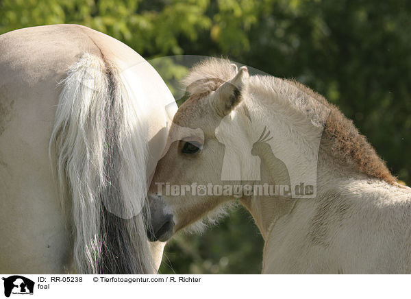 foal / RR-05238