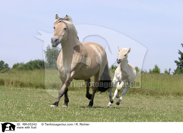 mare with foal / RR-05242