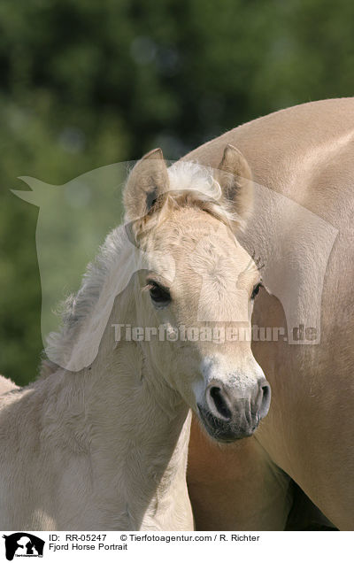 Fjord Horse Portrait / RR-05247