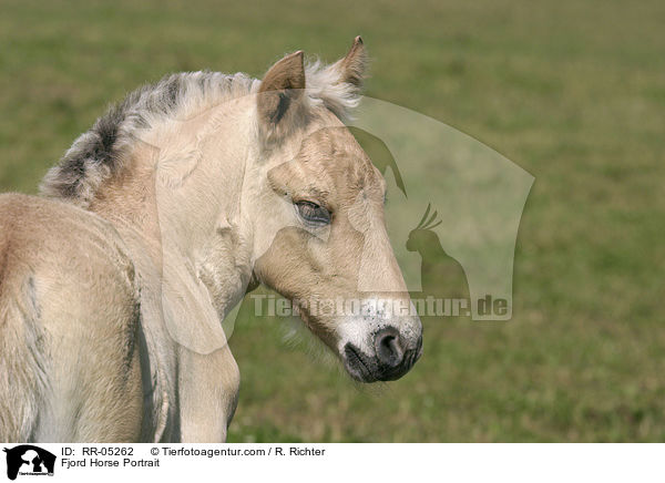 Fjordpferd Portrait / Fjord Horse Portrait / RR-05262