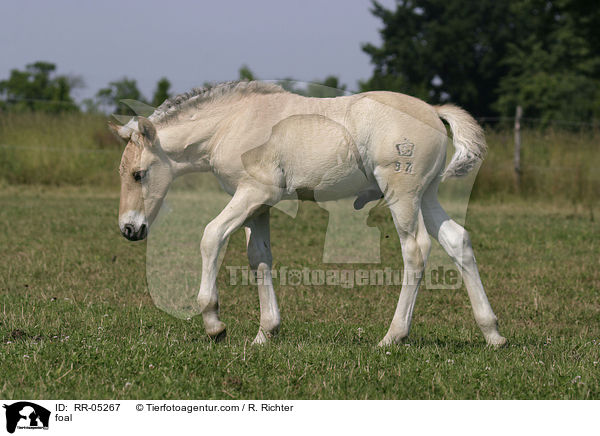 Fohlen auf der Weide / foal / RR-05267