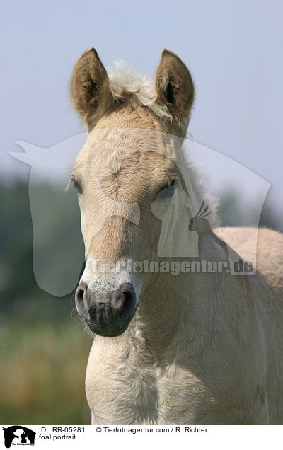 Fjordpferdefohlen Portrait / foal portrait / RR-05281