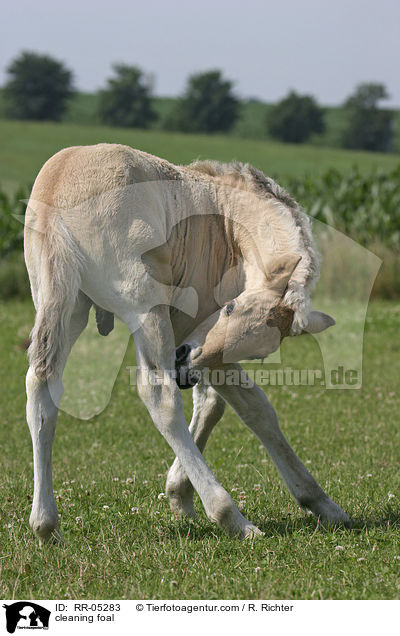 Fohlen kratzt sich / cleaning foal / RR-05283