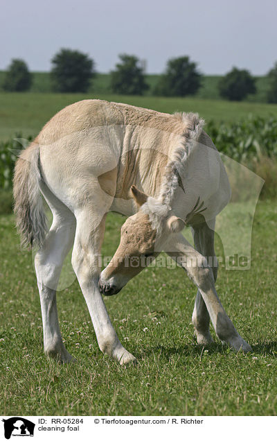 Fohlen kratzt sich / cleaning foal / RR-05284