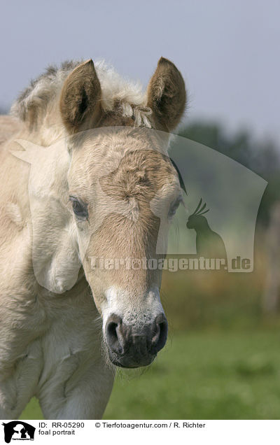 Fjordpferdefohlen Portrait / foal portrait / RR-05290