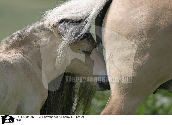 Fohlen am Schweif der Mutter / foal / RR-05292