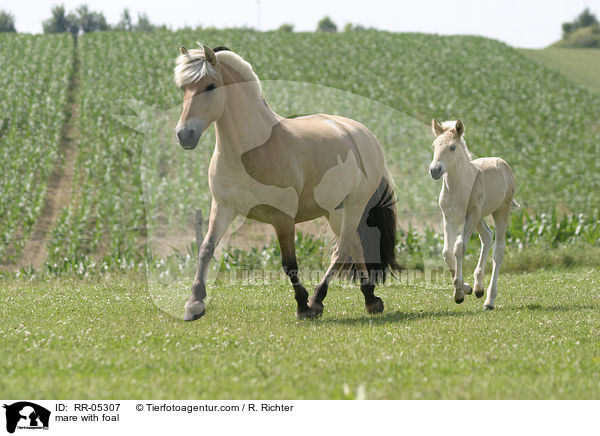 mare with foal / RR-05307