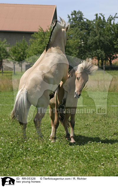 spielerischer Kampf / two young horses / RR-05326