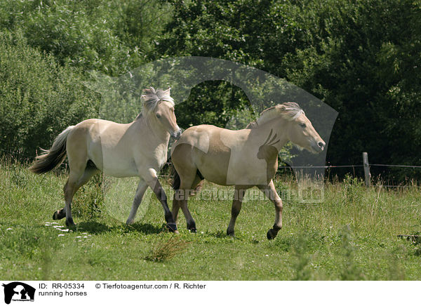 running horses / RR-05334
