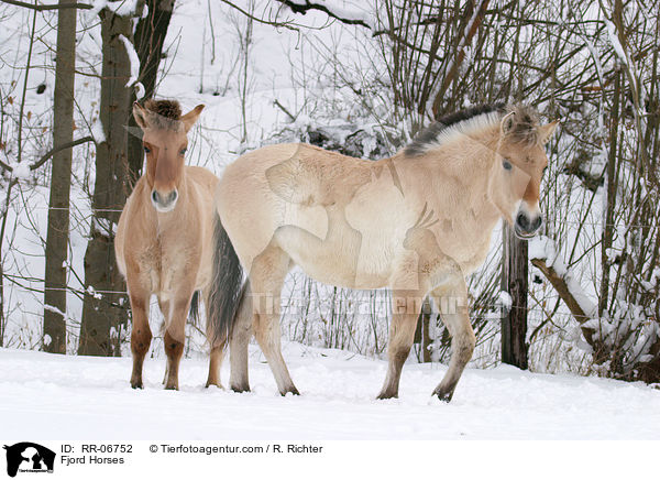 Fjordpferde / Fjord Horses / RR-06752