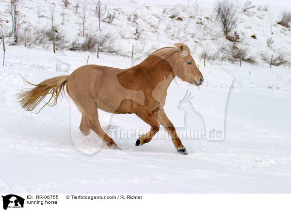 running horse / RR-06755