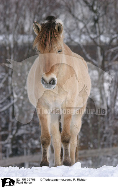 Fjordpferd / Fjord Horse / RR-06768