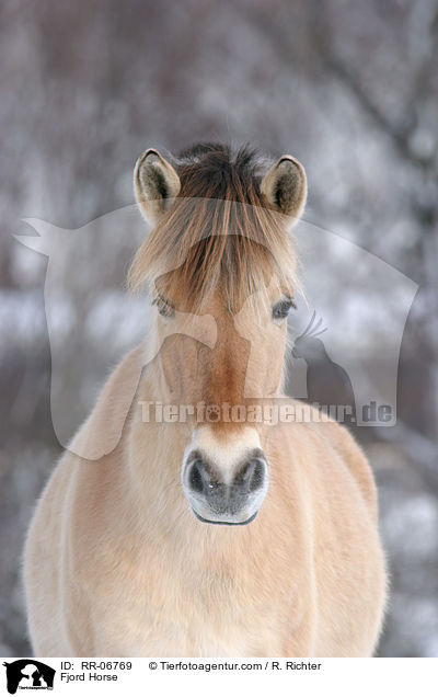 Fjord Horse / RR-06769