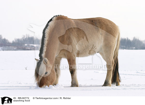 Fjordpferd auf Futtersuche / searching food / RR-06772
