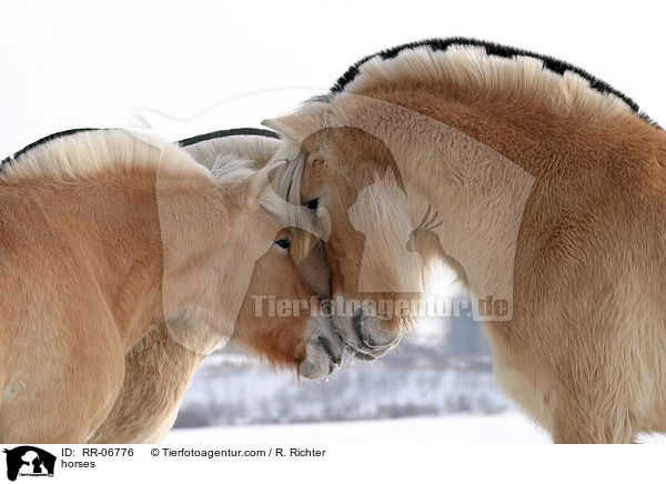 horses / RR-06776