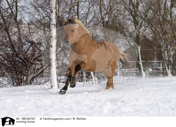 running horse / RR-06787